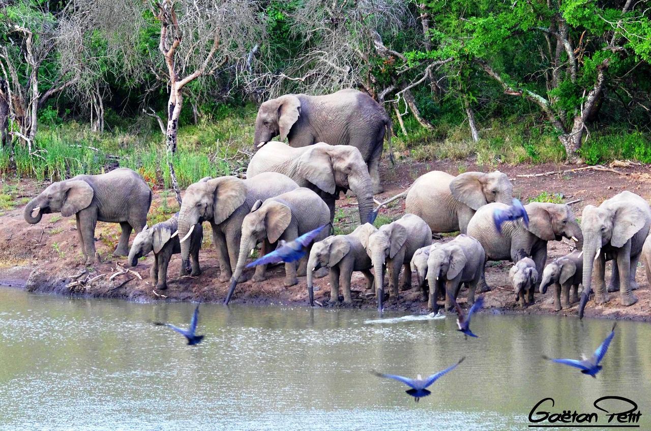 Thula Thula Exclusive Private Game Reserve & Lodge Ntambanana المظهر الخارجي الصورة