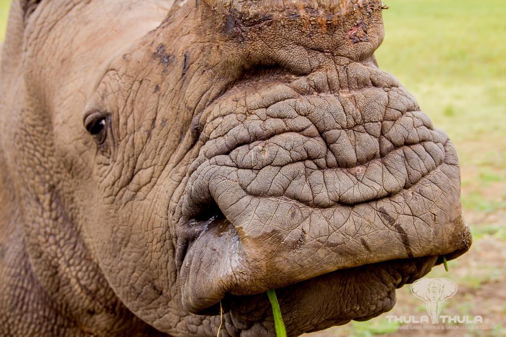 Thula Thula Exclusive Private Game Reserve & Lodge Ntambanana المظهر الخارجي الصورة