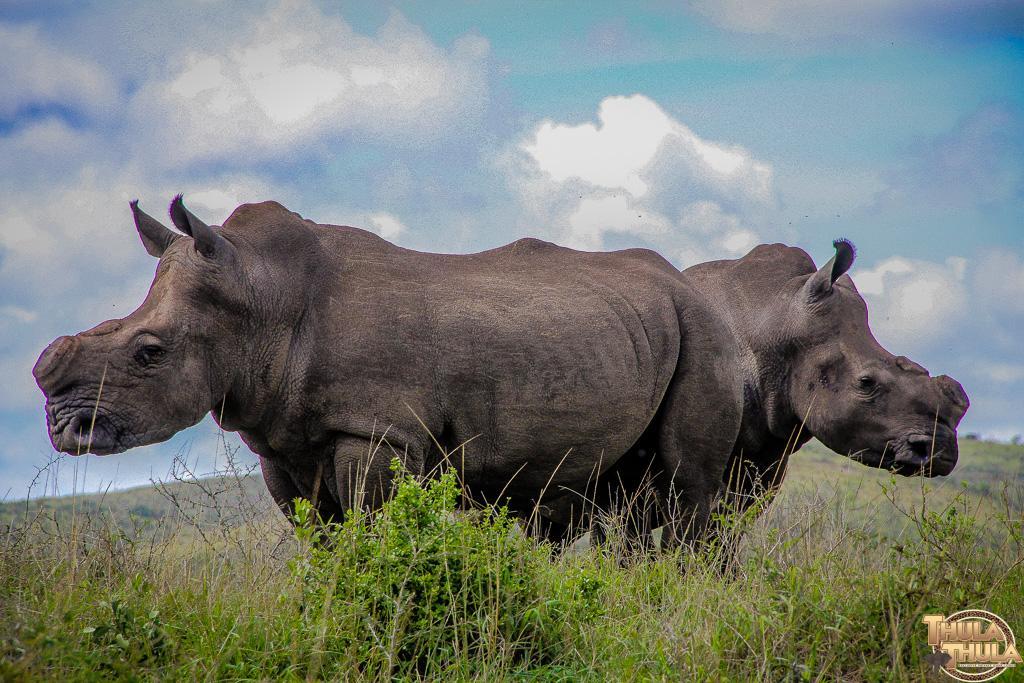 Thula Thula Exclusive Private Game Reserve & Lodge Ntambanana المظهر الخارجي الصورة